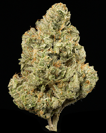 Buy Cotton Candy Kush Auto
