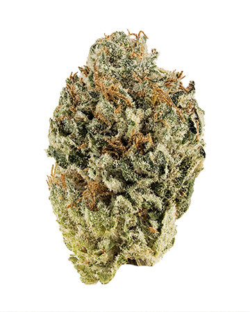 Buy Hindu Skunk Auto