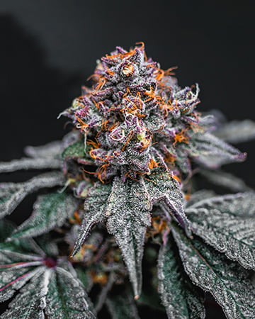 Buy Big Wreck Feminized