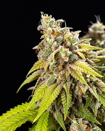 Buy Blueberry Headband