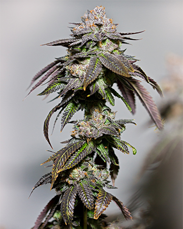 Buy Blue Mango