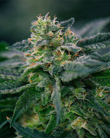 Buy Diablo OG Kush