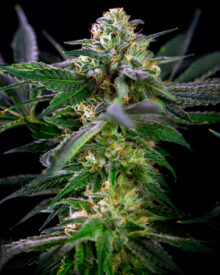 Buy Diablo OG Kush