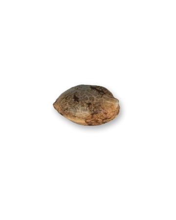 buy Ringo’s Gift Feminized Cannabis Seed