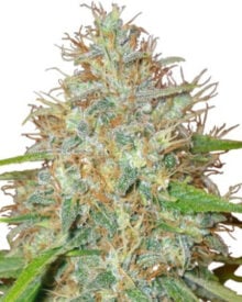 buy-premium-feminized-cannabis-Ringo's Gift CBD Feminized Seeds