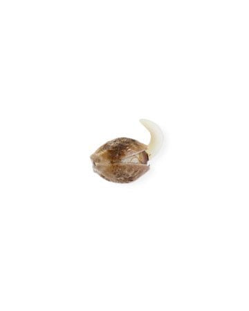 grow-cannabis-with-best-yield-results-Grease-Monkey-Feminized-Cannabis-Seed