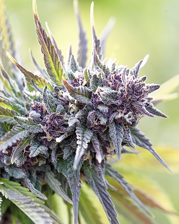 Buy Presidential OG Auto