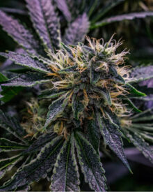 Harle Tsu CBD Feminized Cannabis Seeds