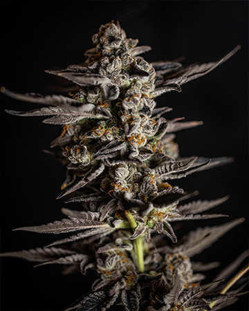 Buy Cinderella's Dream Feminized Cannabis Seeds