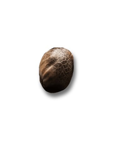 Single Platinum Seeds