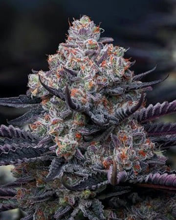 Buy Platinum Kush
