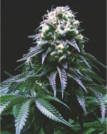Buy Platinum Kush