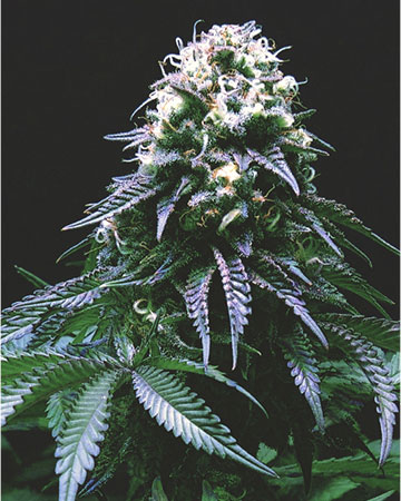 Buy Platinum Kush