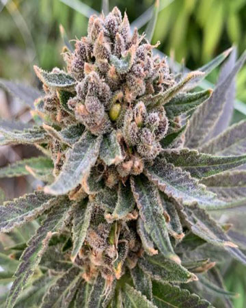 Buy Harle-Tsu CBD