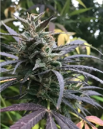 Buy Love Potion 1 Feminized Cannabis Seeds
