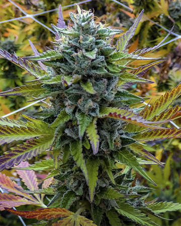 Buy Blue Haze Auto