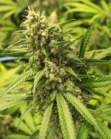 Buy Cali Kush