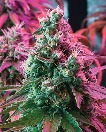 Buy Suzy Q CBD