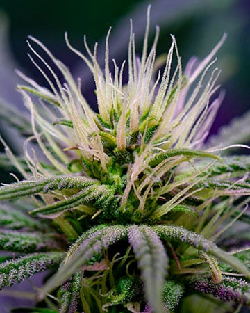 Buy Purple Punch