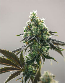 Buy Lemon OG Kush