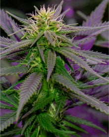 Buy Purple Punch