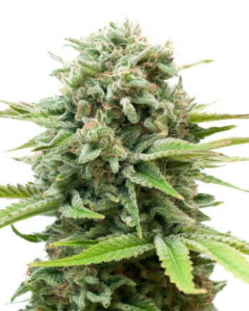 AK-Auto-Flowering-Feminized-Cannabis-Seeds-mobile AK-Auto-Flowering-Feminized-Cannabis-Seeds-mobile