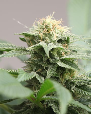 Buy Cherry Diesel