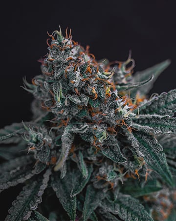 Buy Dark Star