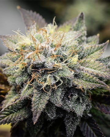 Buy Sour Amnesia Auto