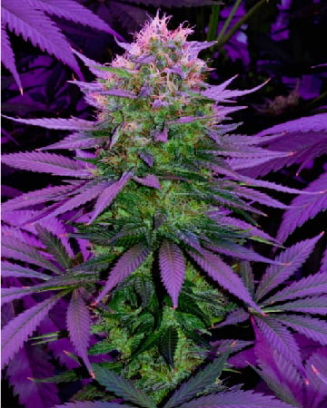 Buy Royal Highness CBD