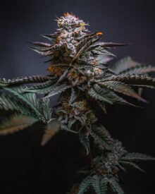 Buy Dark Star