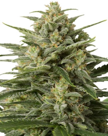 White-Widow-Feminized-Cannabis-Seeds-mobile White-Widow-Feminized-Cannabis-Seeds-mobile