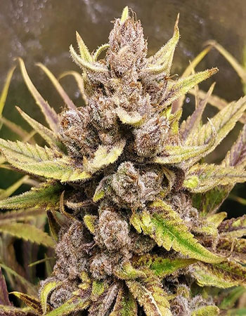 Buy Royal Highness CBD
