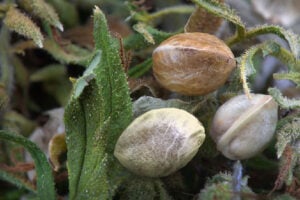 seeds on plant