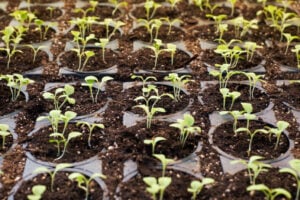 seeds-on-plant