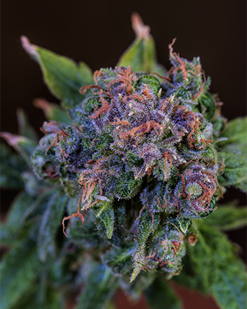 Buy Blue God Strain