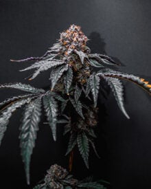 Buy Darth Vader OG