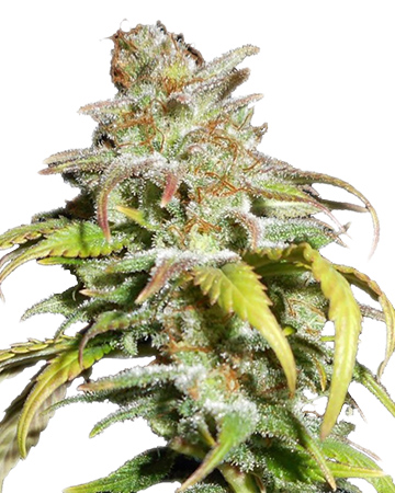 Buy Venom OG Seeds