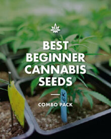 Buy Best Beginner Combo Pack of Grower Choice Seeds