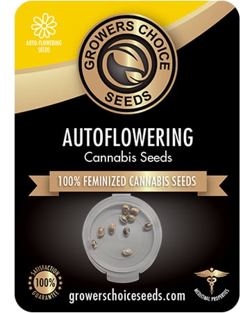 Buy Quantum Kush Auto