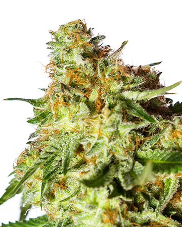 Buy California Orange Auto