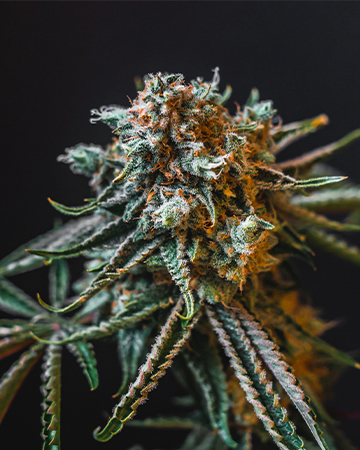 Buy Deadhead OG