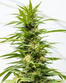 Shop Bruce Banner #3 Autoflower Cannabis Seeds