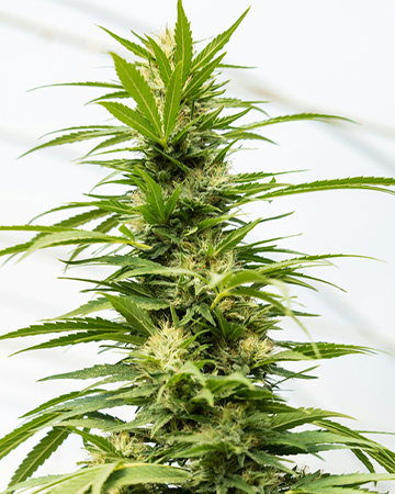 Shop Bruce Banner #3 Autoflower Cannabis Seeds