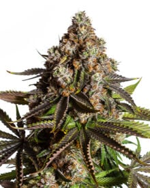 Buy Dragon's Breath Auto