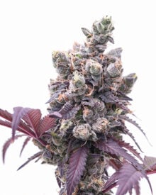Buy Corleone Kush Auto