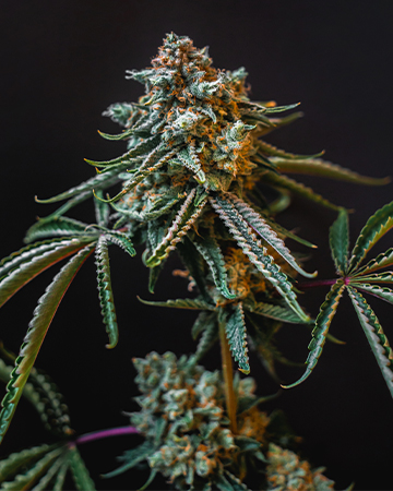 Buy Deadhead OG