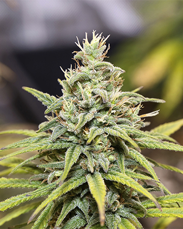 Buy Hash Plant Auto