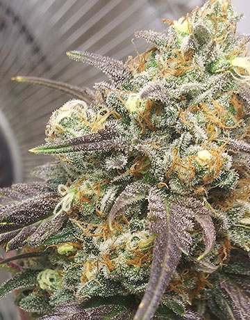 Buy Venom OG Seeds
