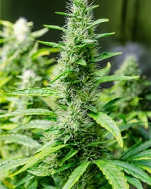 Buy Grapefruit Kush